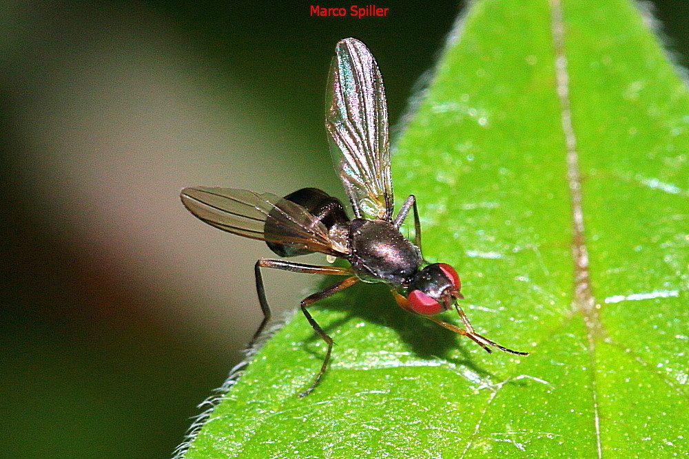 Sepsidae: Sepsis....Sepsis sp. (cfr.)